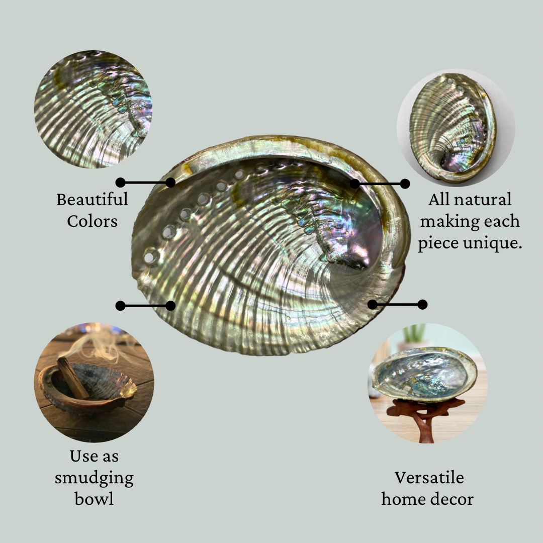 16 Abalone Shells 4 to 5 Inches | Beautiful All Natural Smudge Bowl - Perfect for Smudge Sticks, Incense Sticks and a Sage Smudge Kit. #JC-016