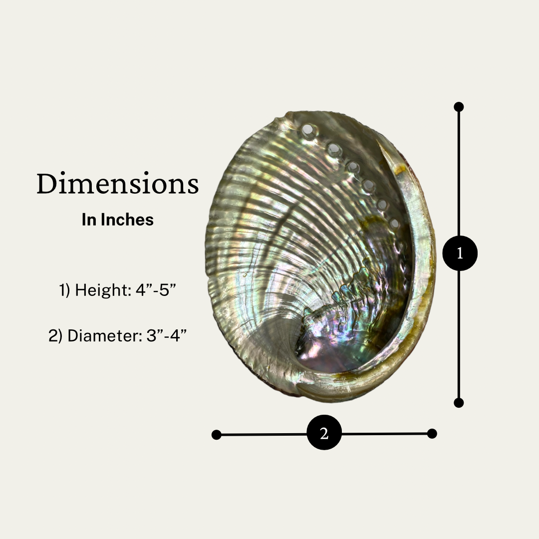 2 Abalone Shells 4 to 5 Inches | Beautiful All Natural Smudge Bowl - Perfect for Smudge Sticks, Incense Sticks and a Sage Smudge Kit. #JC-016