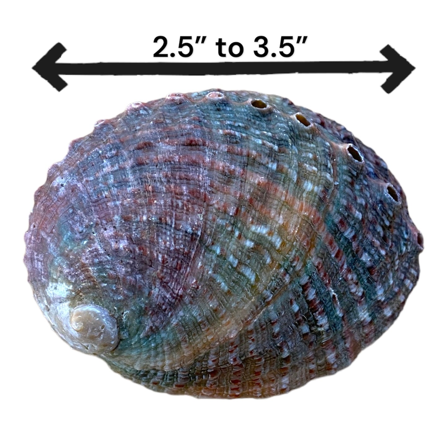 NessaStores 300 Abalone Shells 2.5 to 3.5 Inches | Beautiful All Natural Smudge Bowl - Perfect for Smudge Sticks, Incense Sticks and a Sage Smudge Kit. #JC-020