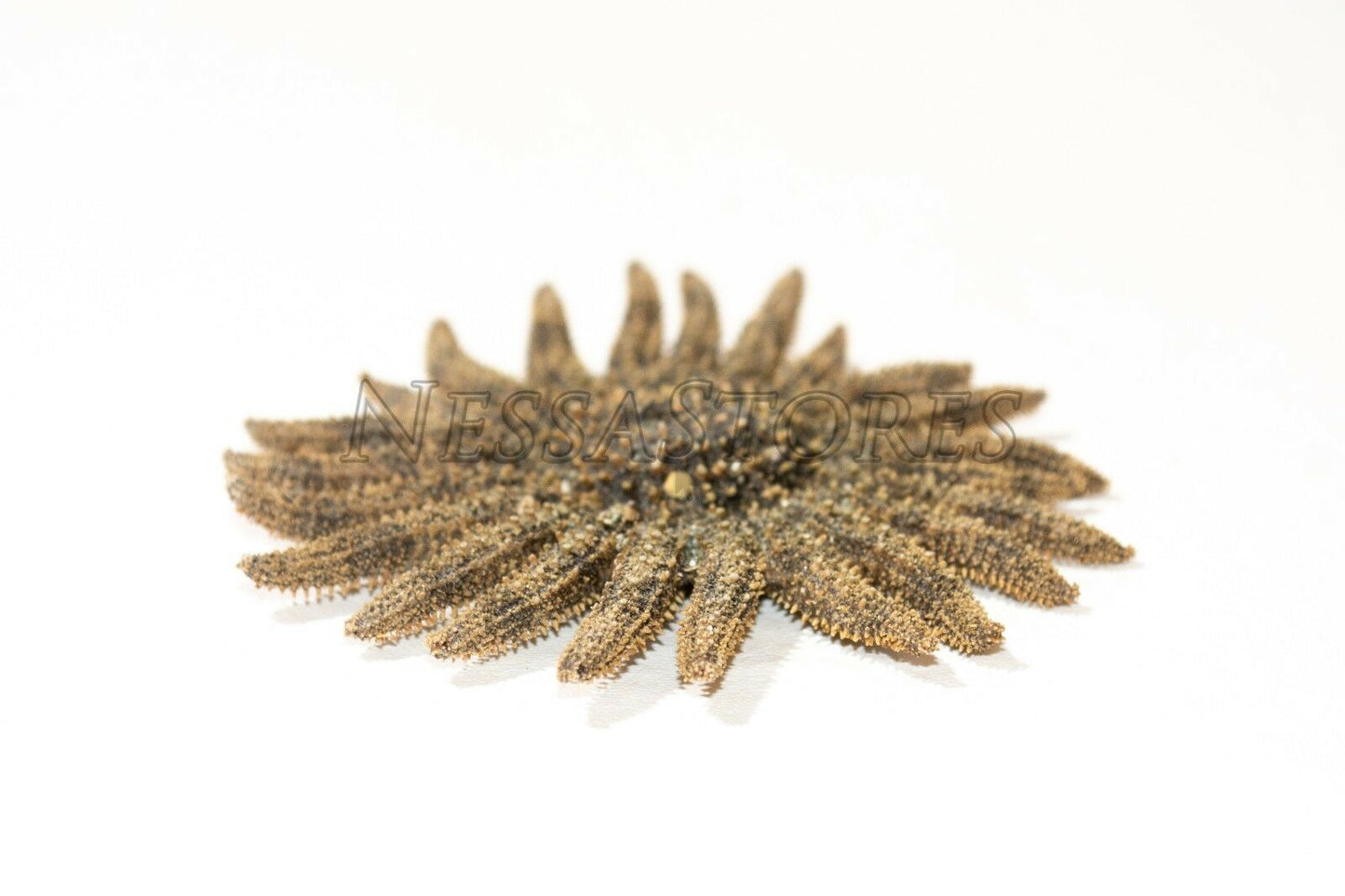 Multileg Sunflower Starfish Sea Shell Wedding Real Beach Craft 2-3"(50pcs)#JC-52