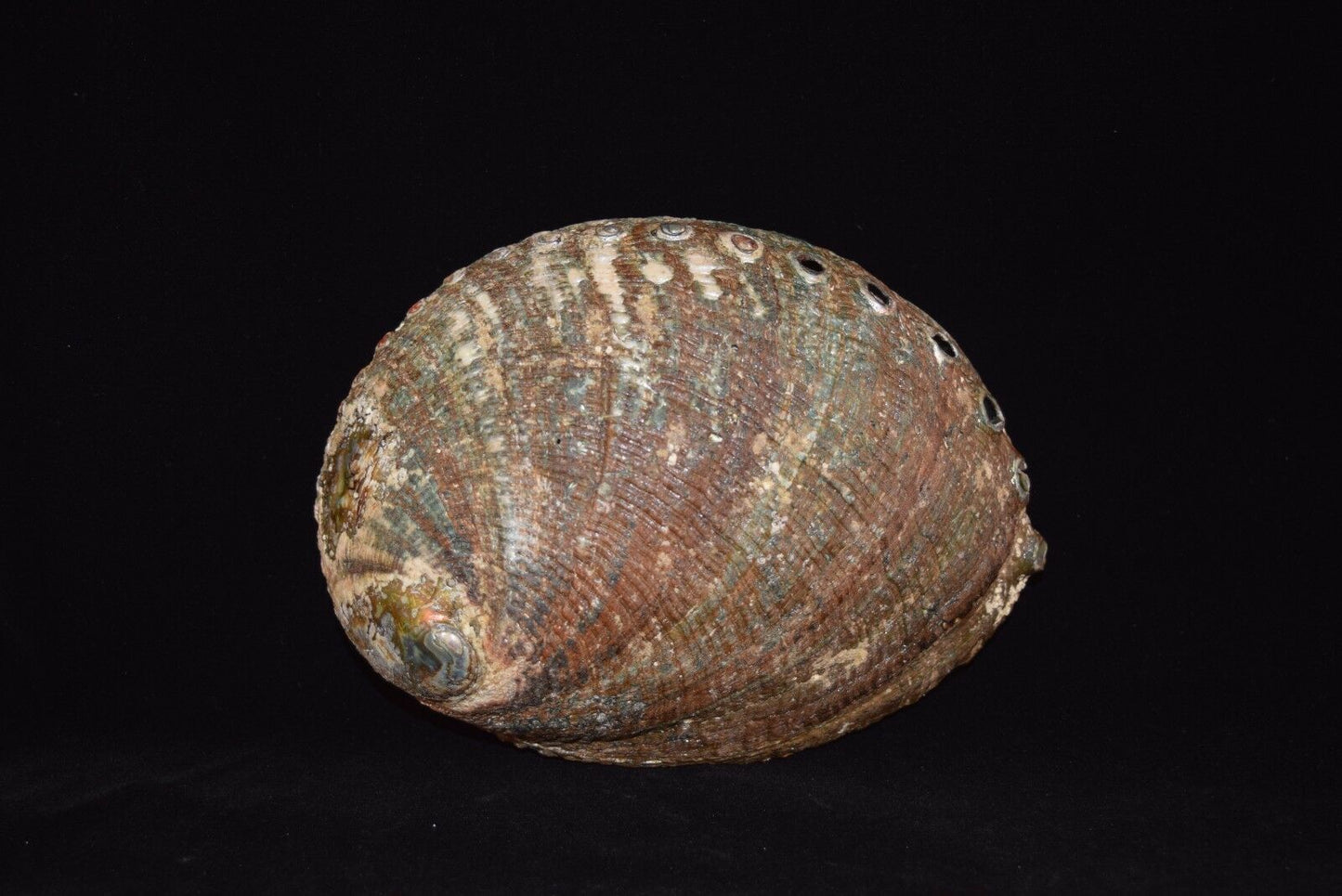 California White Sage 7" - 8" + Wood Stand 6" & Abalone Shell 6" - 7" (1 Kit)