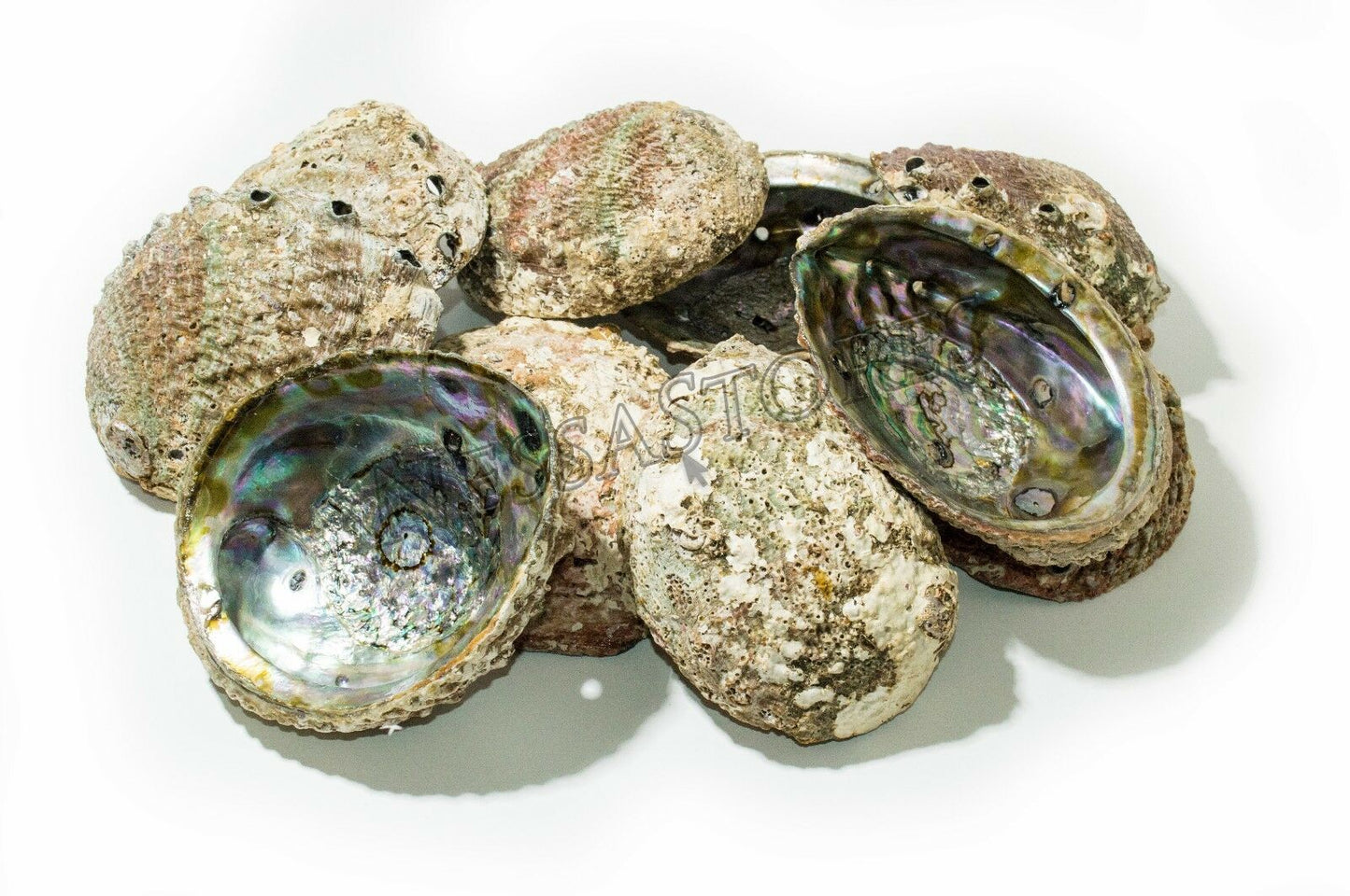 Pink Abalone Sea Shell One Side Polished Beach Craft 5" - 6" (10 pcs)#JC-012