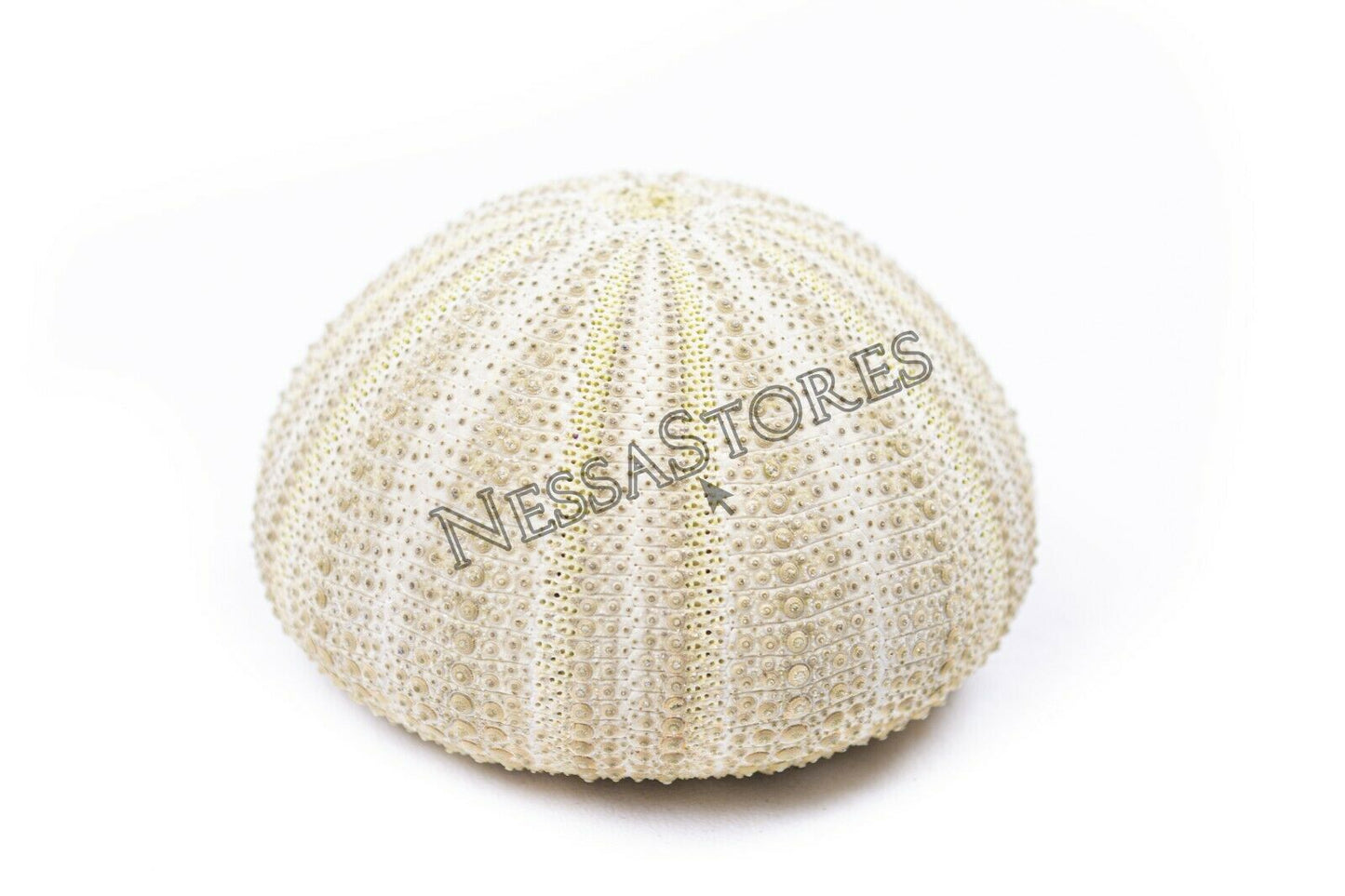 Green Sea Urchins Seashells Beach Wedding Nautical Craft 1"- 2"(24 pcs)#JC-29