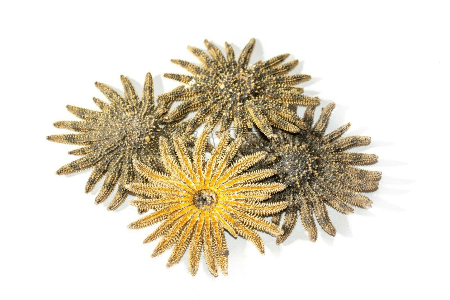 Multileg Sunflower Starfish Sea Shell Wedding Real Beach Craft 2-3"(4 pcs)#JC-52