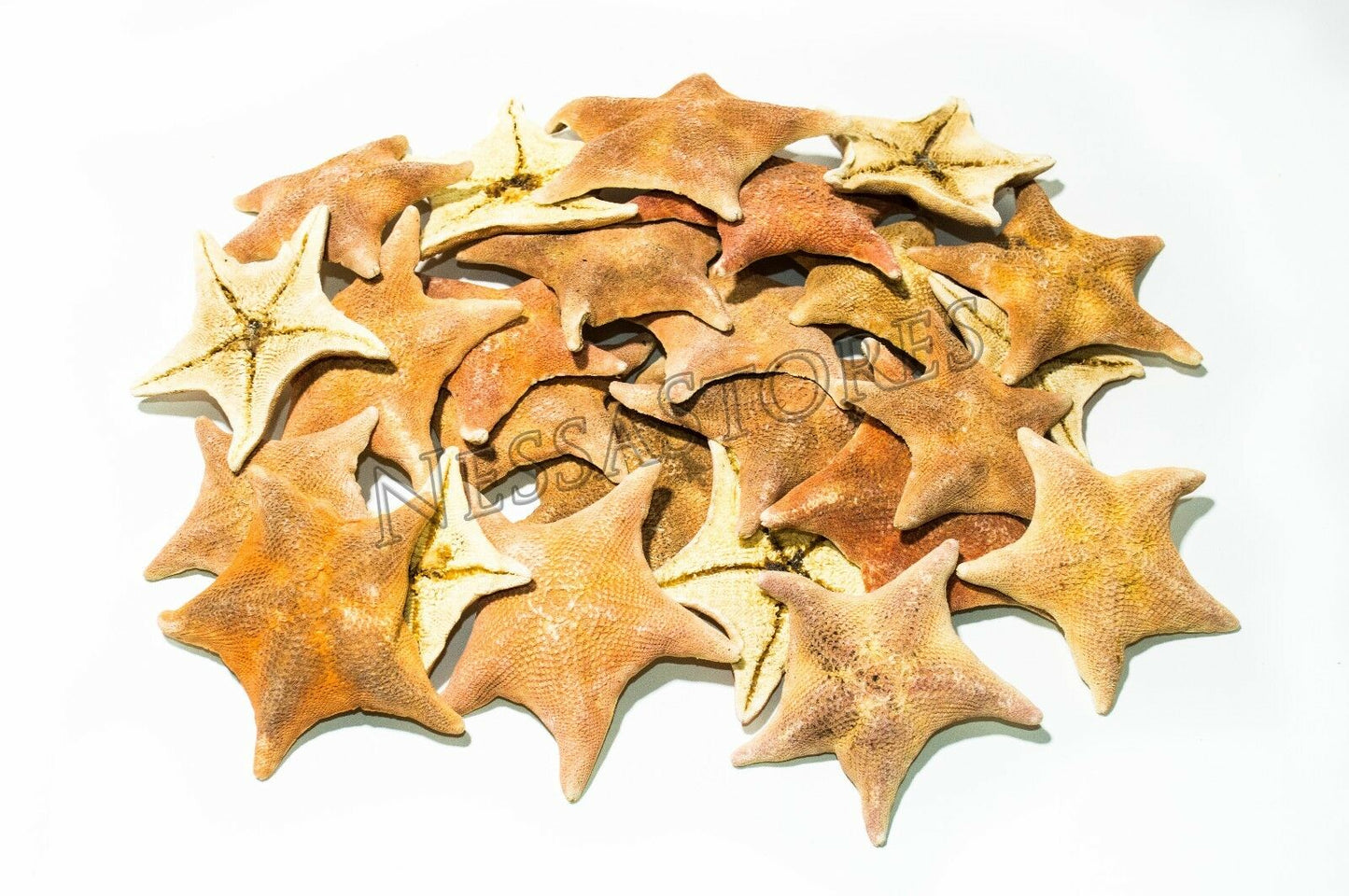 Bat Starfish Sea Shell Beach Wedding Real Craft 3" - 4" (100 pcs) #JC-53