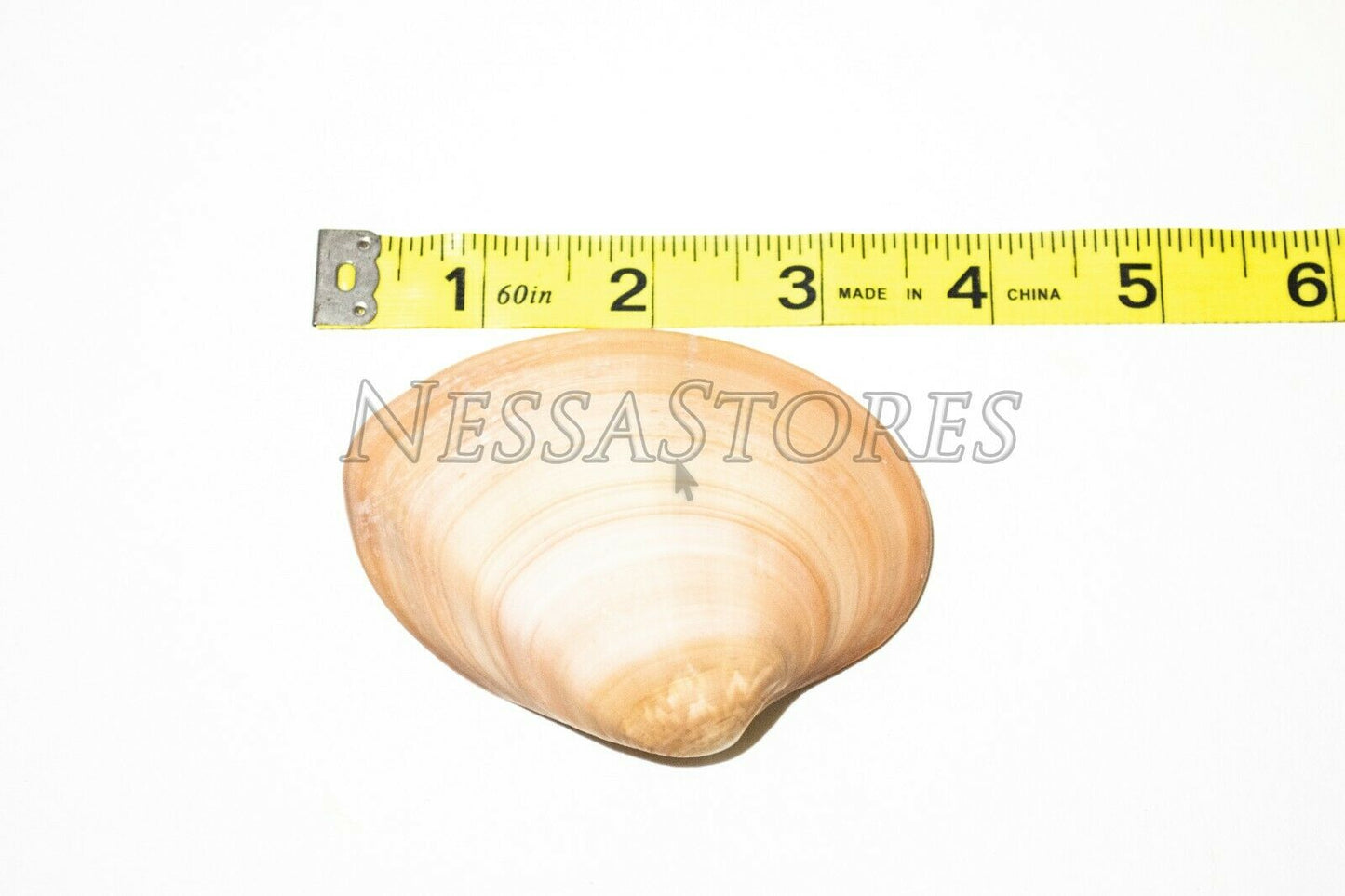 Brown Clam Sea Shell Beach Craft Scallop 3" - 4" (4 PCS ) #JC-76