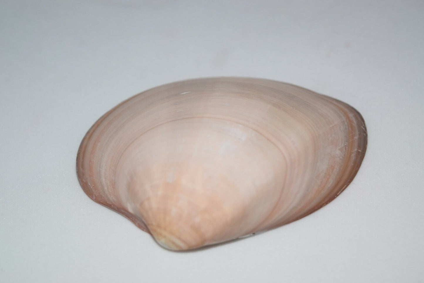 Brown Clam Sea Shell Beach Craft Scallop 3" - 4" (30 PCS ) #JC-076