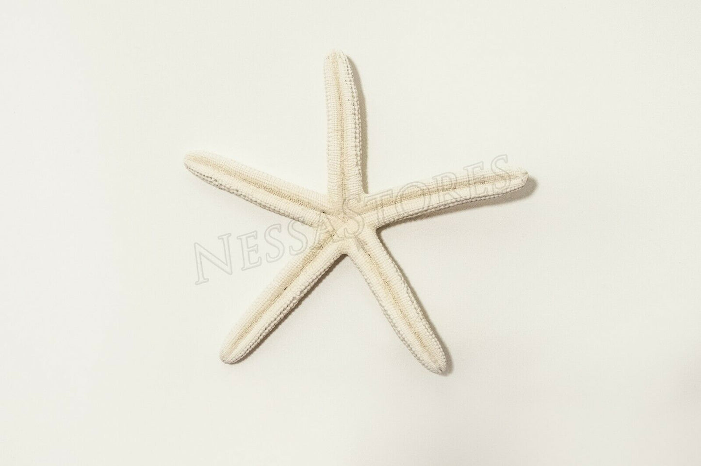 White Finger Starfish Sea Shell Bleached Finger 5" - 6" ( 1 pc )#JC-050