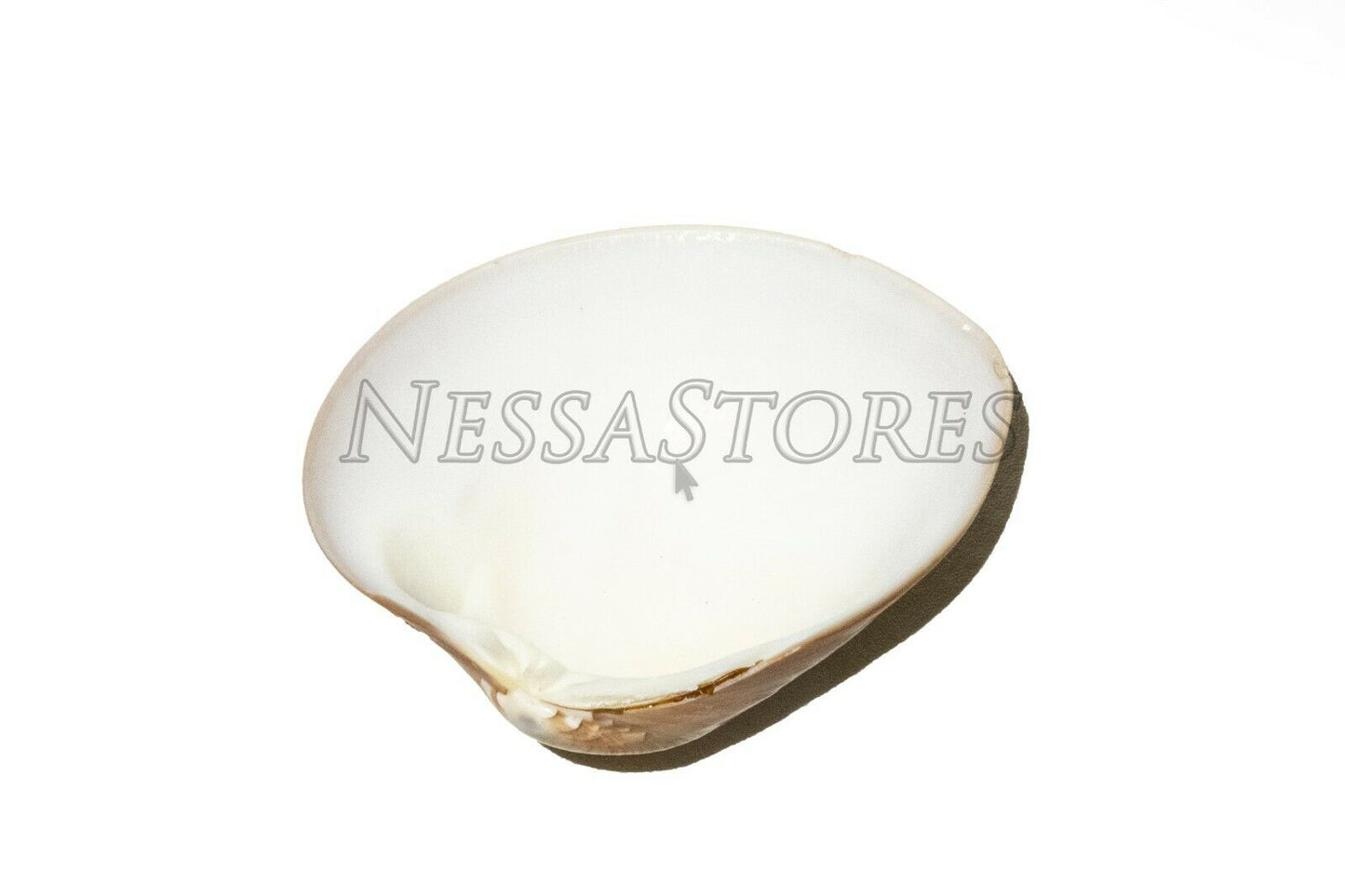 Brown Clam Sea Shell Beach Craft Scallop 3" - 4" (4 PCS ) #JC-76