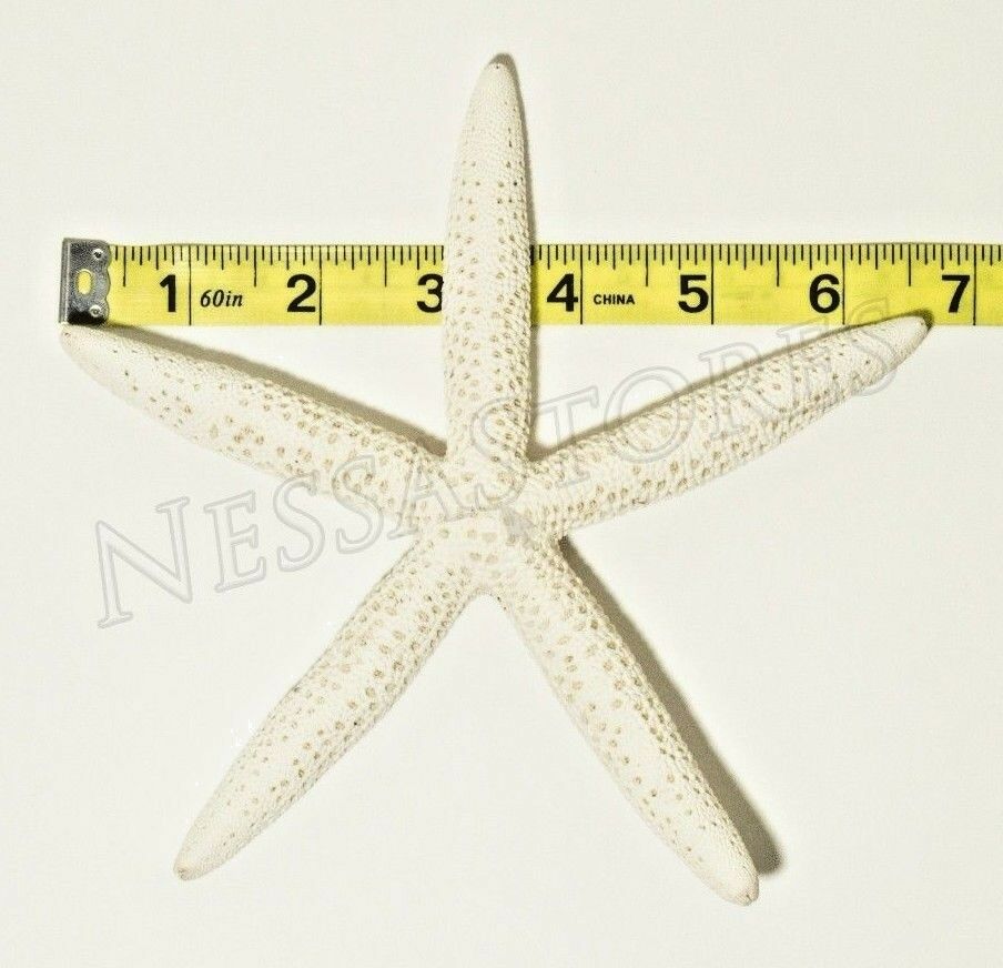 White Finger Starfish Sea Shell Bleached Finger 6" - 8" ( 20 pcs ) #JC-051