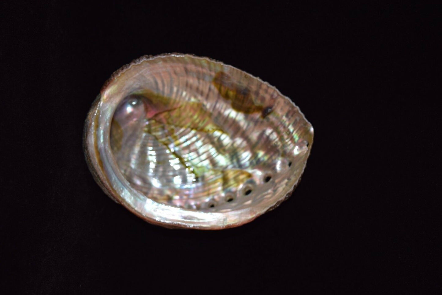 California White Sage 4" + Wood Stand 4" & Abalone Shell 4" - 5" (1 Kit)