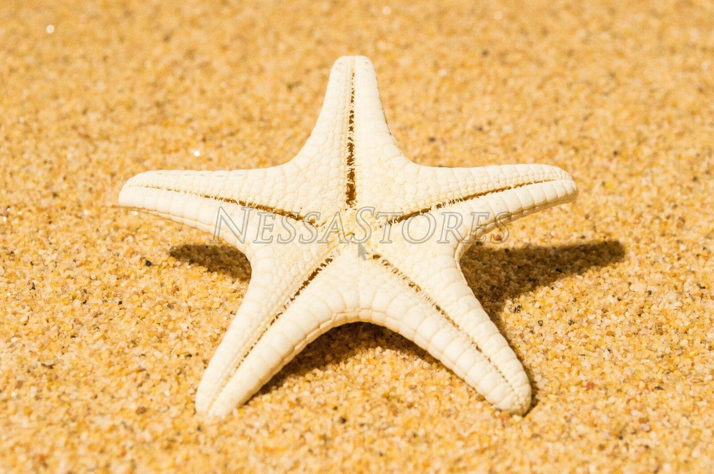Natural White Knobby Bumpy Starfish Sea Shell Bleached 2" - 4" ( 220 pcs ) #JC-058