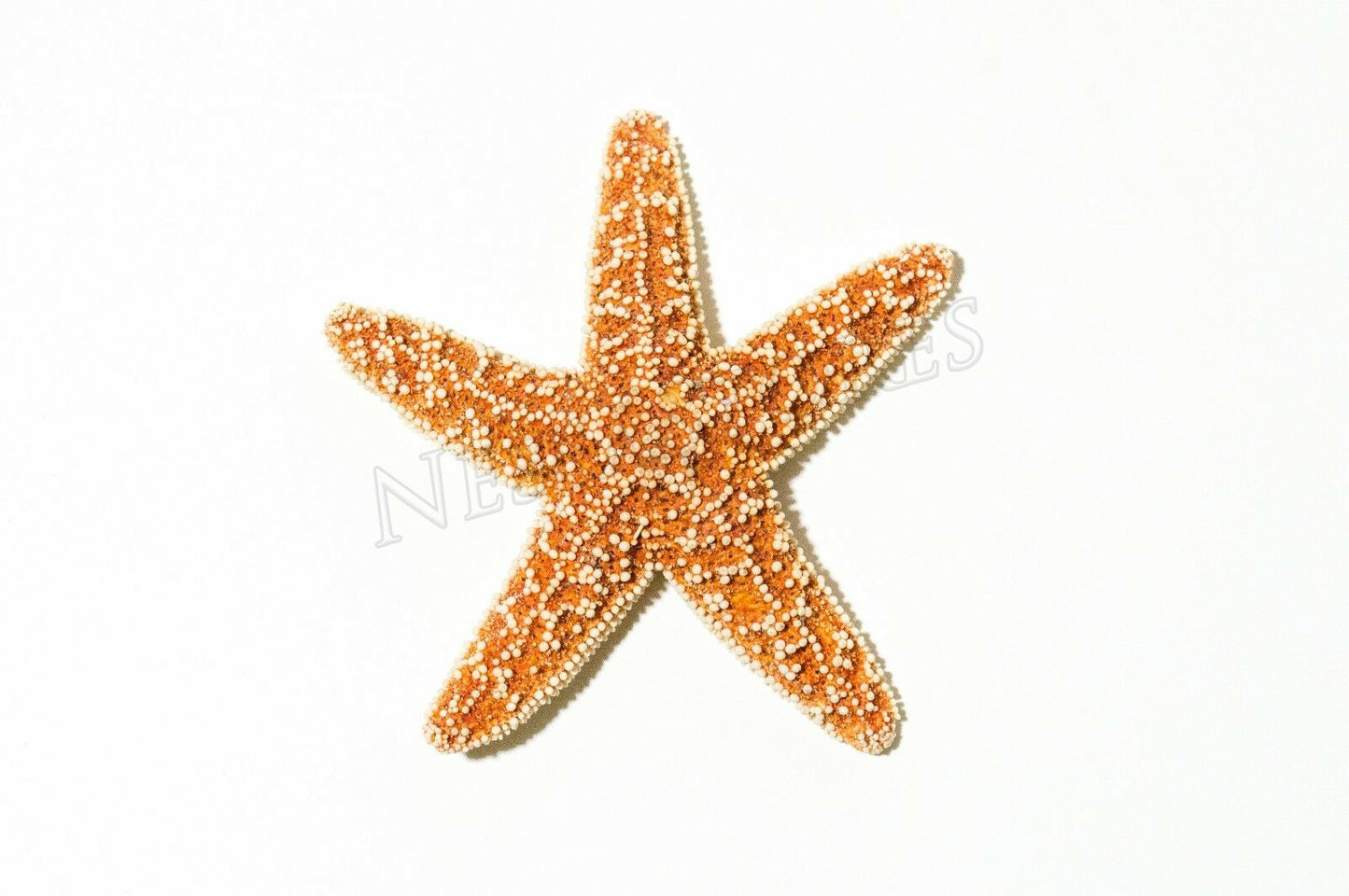 Sugar StarFish Sea Shell Wedding Real Craft 2" - 3" (5 pcs) #JC-56