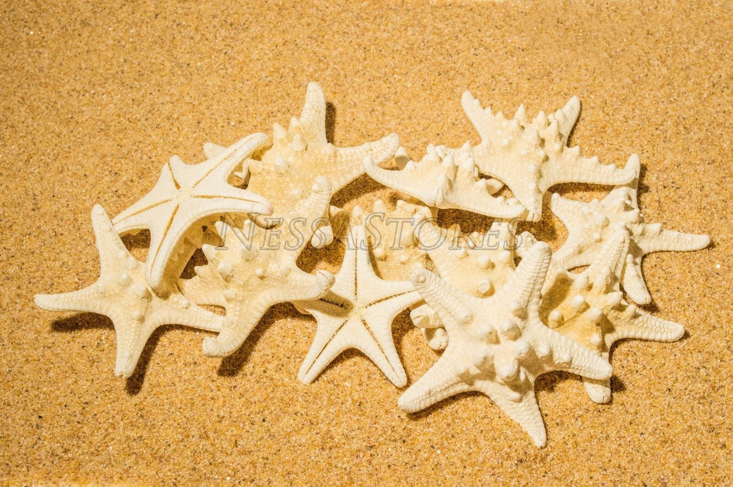 Natural White Knobby Bumpy Starfish Sea Shell Bleached 2" - 4" ( 12 pcs ) #JC-058