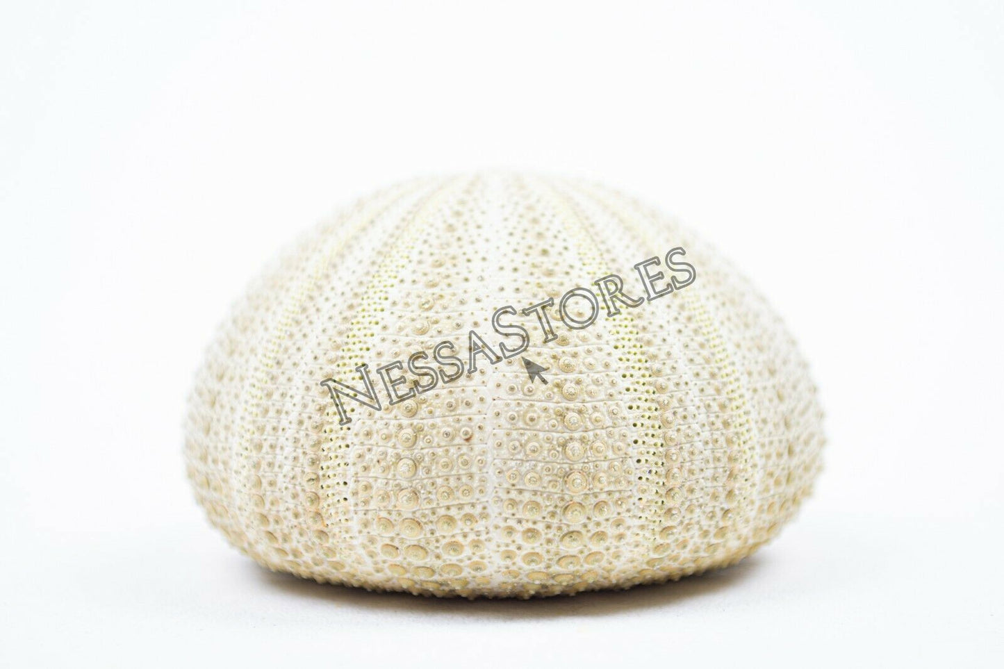 Green Sea Urchins Seashells Beach Wedding Nautical Craft 1"- 2"(6 pcs)#JC-29