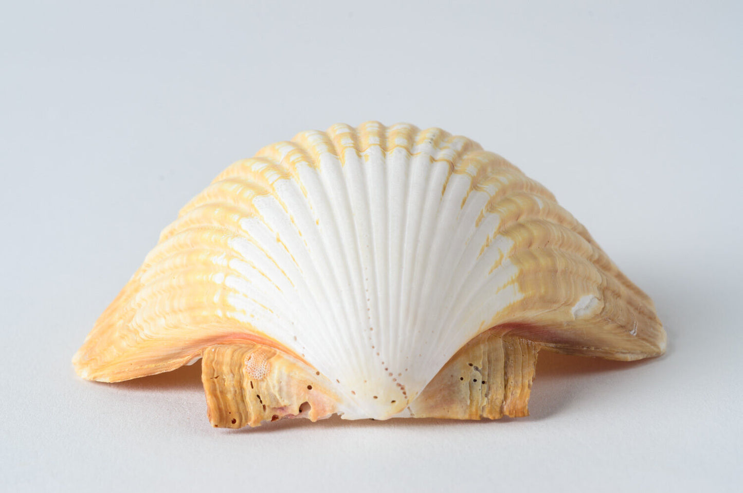 Mexican Deep Sea Shell Beach Craft Scallop 2 1/2" - 3" (15 pcs )#JC-032