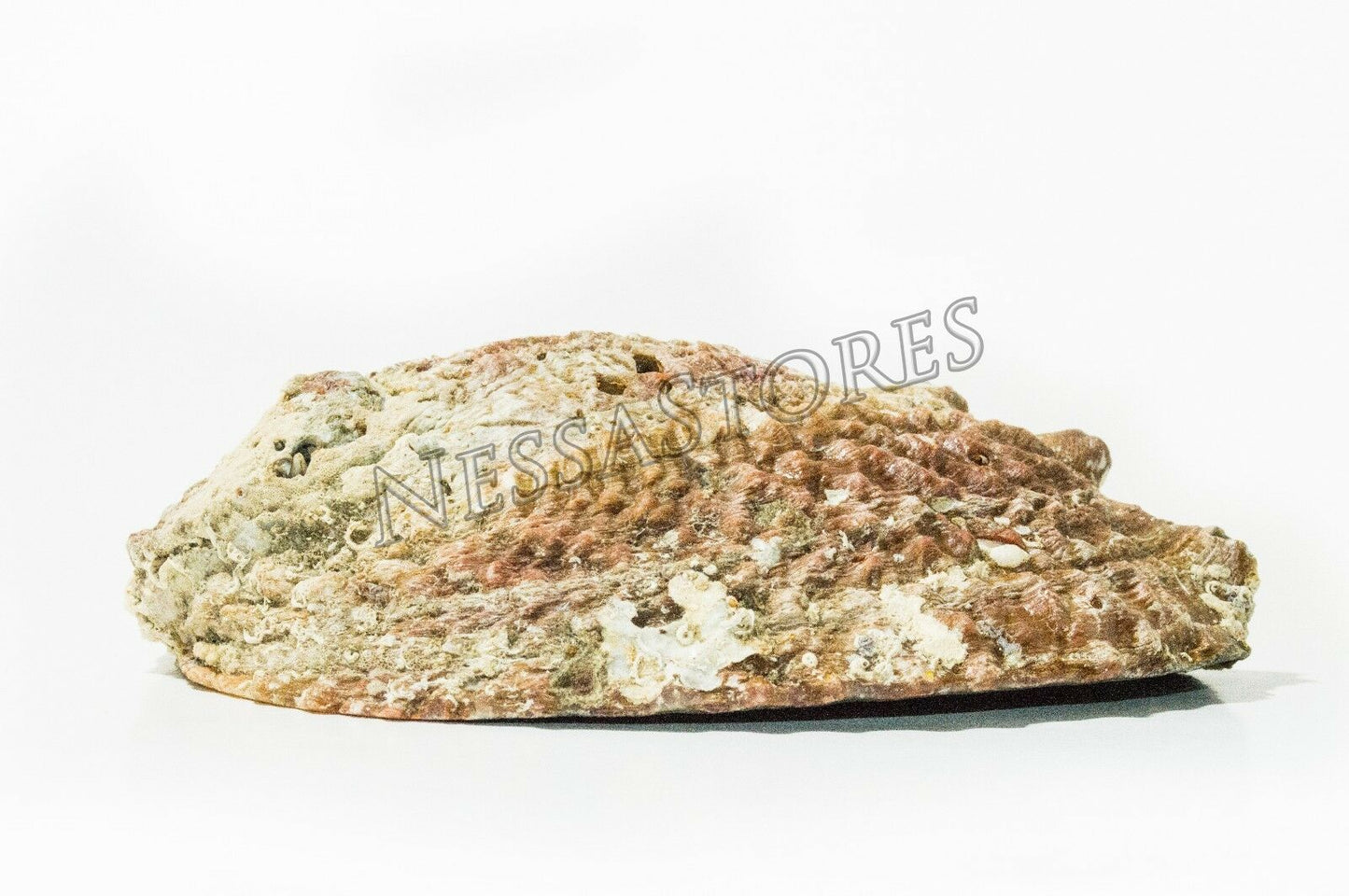 Pink Abalone Sea Shell One Side Polished Beach Craft 5" - 6" (10 pcs)#JC-012