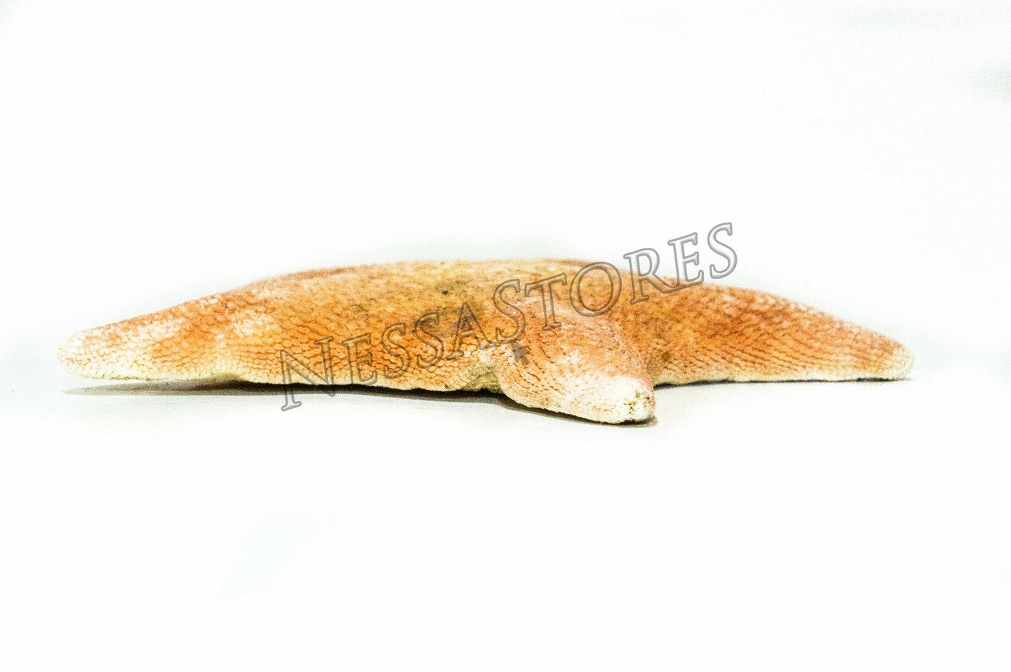 Bat Starfish Sea Shell Beach Wedding Real Craft 3" - 4" (100 pcs) #JC-53