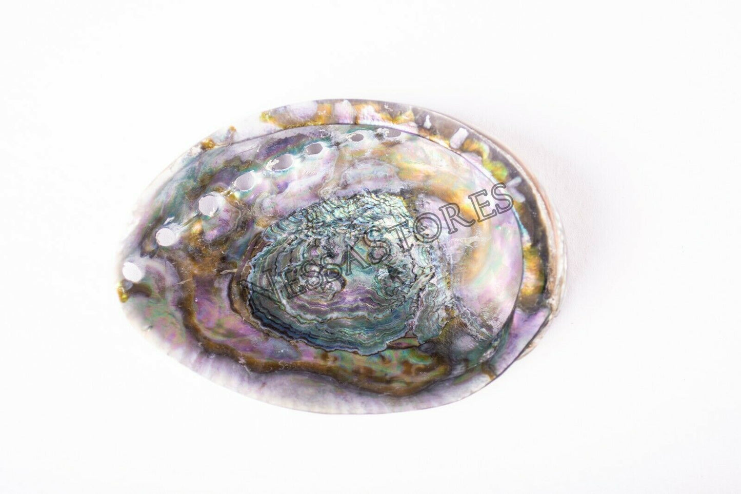 Green Abalone Sea Shell BOTH Side Polished Beach Craft 5" - 6" (1 pc) #JC-083