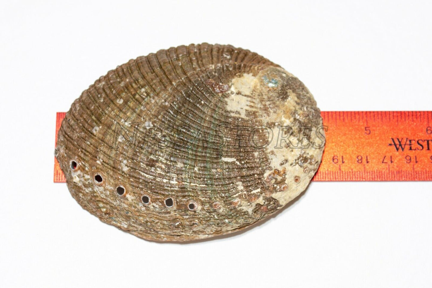 NessaStores California White Sage 3" - 4" & Abalone Shell 4" - 5" (1 Kit)