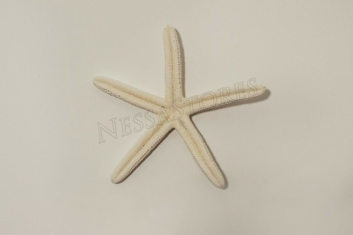 White Finger Starfish Sea Shell Bleached Finger 5" - 6" ( 4 pcs )