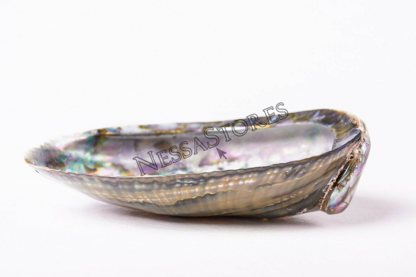 Green Abalone Sea Shell BOTH Side Polished Beach Craft 5" - 6" (1 pc) #JC-083
