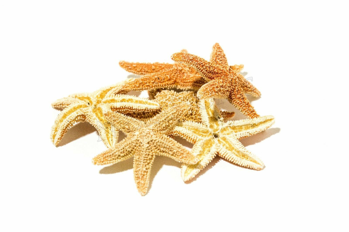 Sugar StarFish Sea Shell Wedding Real Craft 1 - 2" (6 pcs)