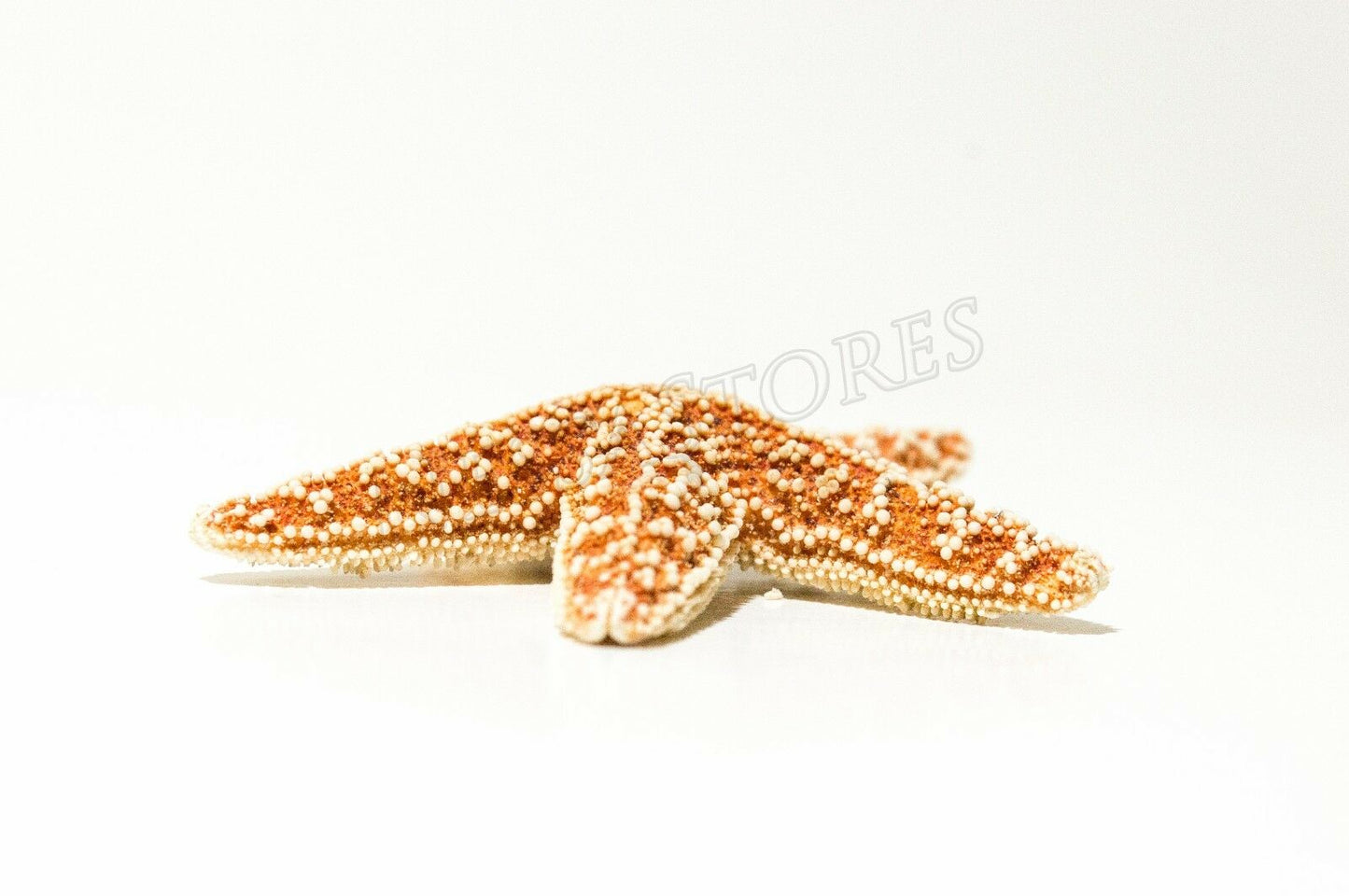 Sugar StarFish Sea Shell Wedding Real Craft 2" - 3" (12 pcs) #JC-56