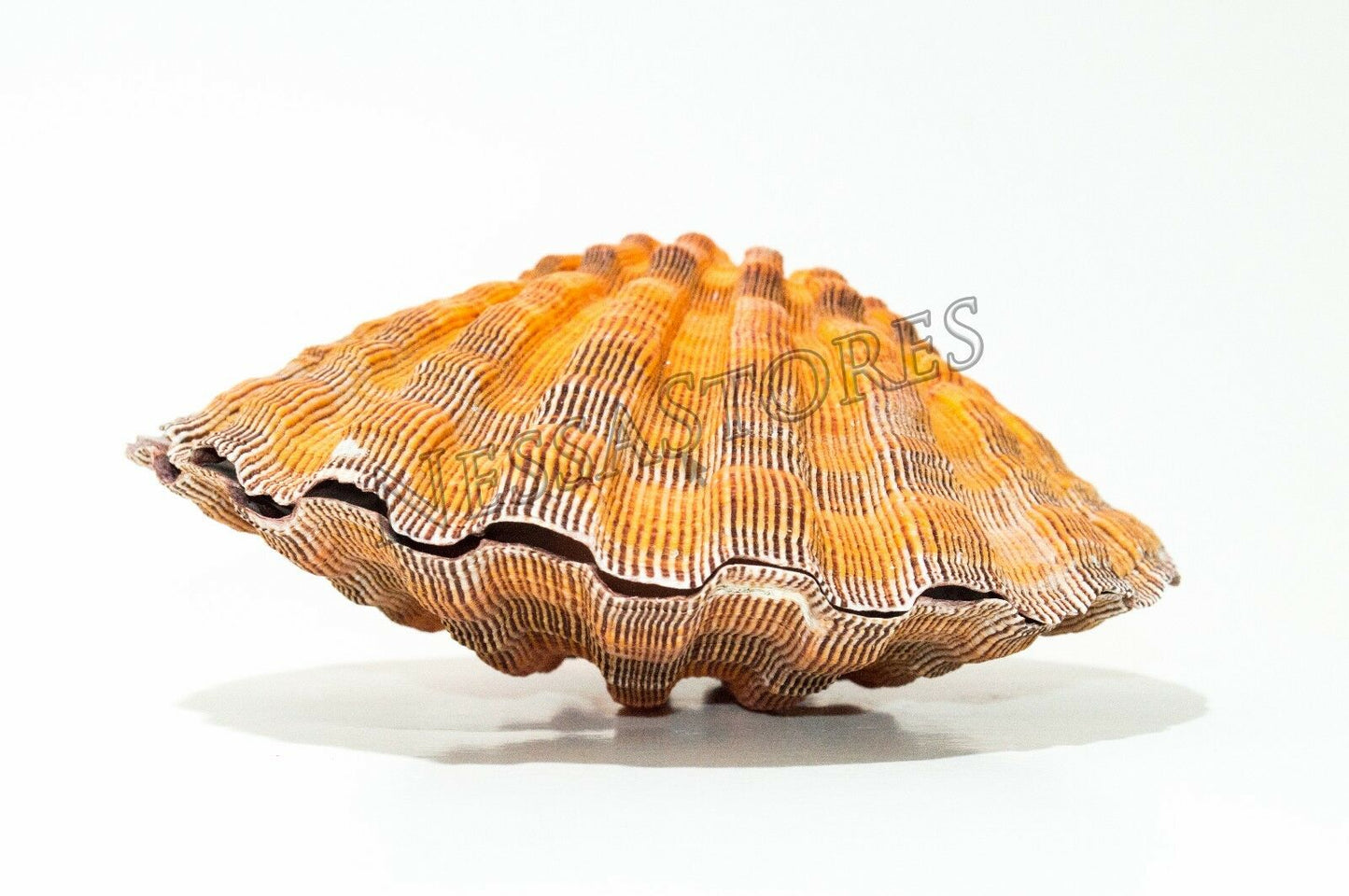 Orange Lion Paw Scallop Nautical Beach Craft Sea Shell 5"-5 1/2" (1 Pair) #JC-028