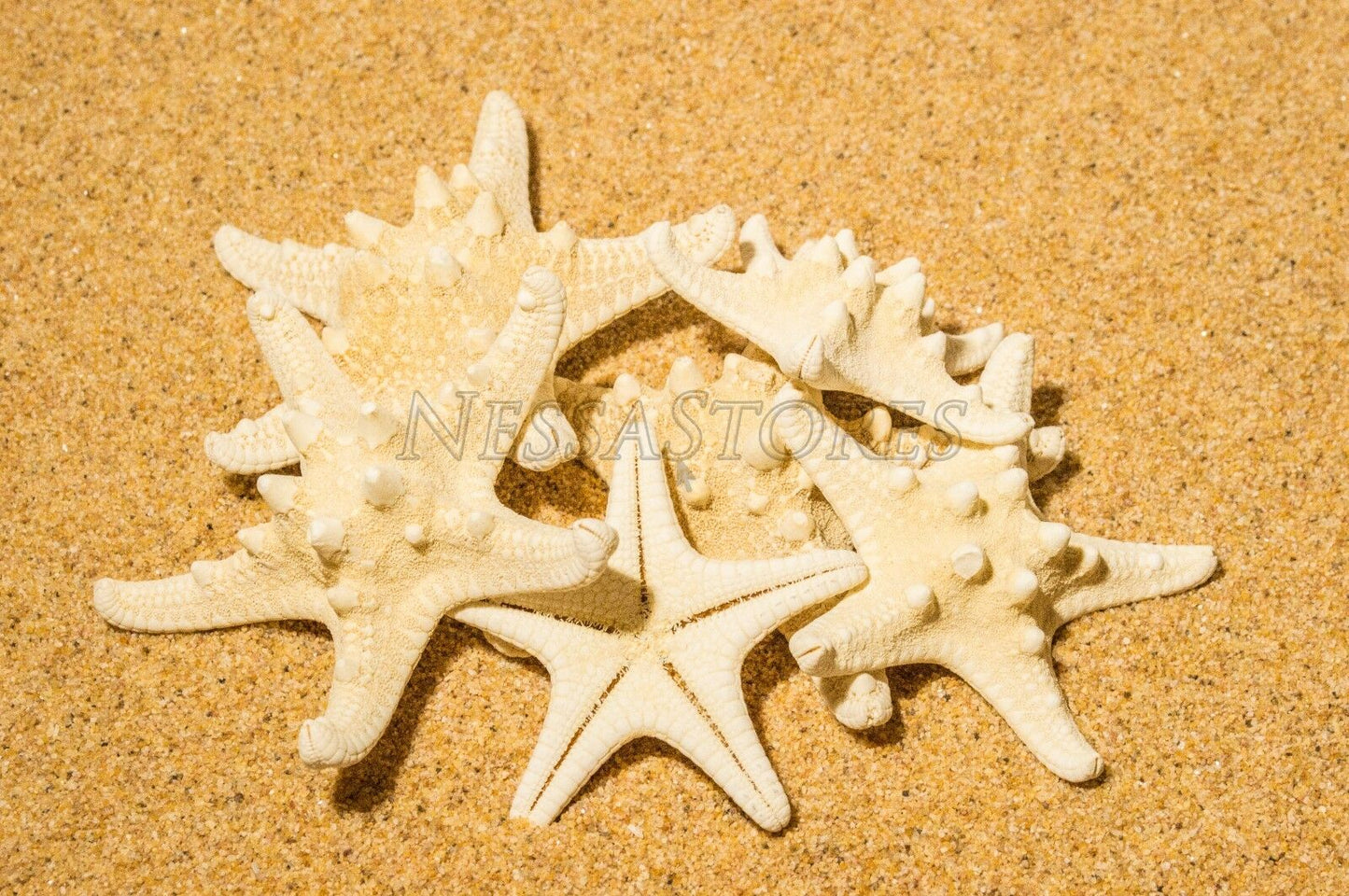 Natural White Knobby Bumpy Starfish Sea Shell Bleached 2" - 4" ( 6 pcs ) #JC-058