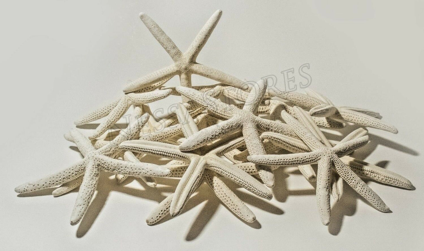White Finger Starfish Sea Shell Bleached Finger 6" - 8" ( 20 pcs ) #JC-051