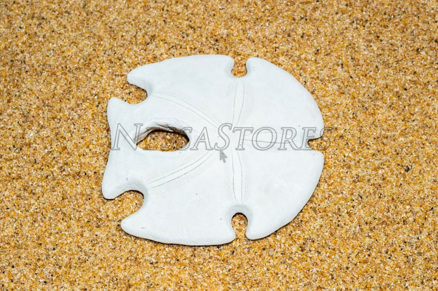 White Real Arrowhead Sand Dollar Sea Shell Craft Weddings 3- 4"(48 pcs)#JC-59