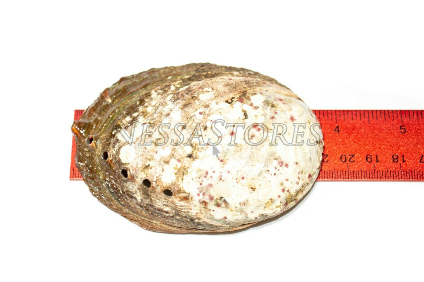 Green Abalone Sea Shell One Side Polished Beach Craft 3" - 4" (100 pcs)