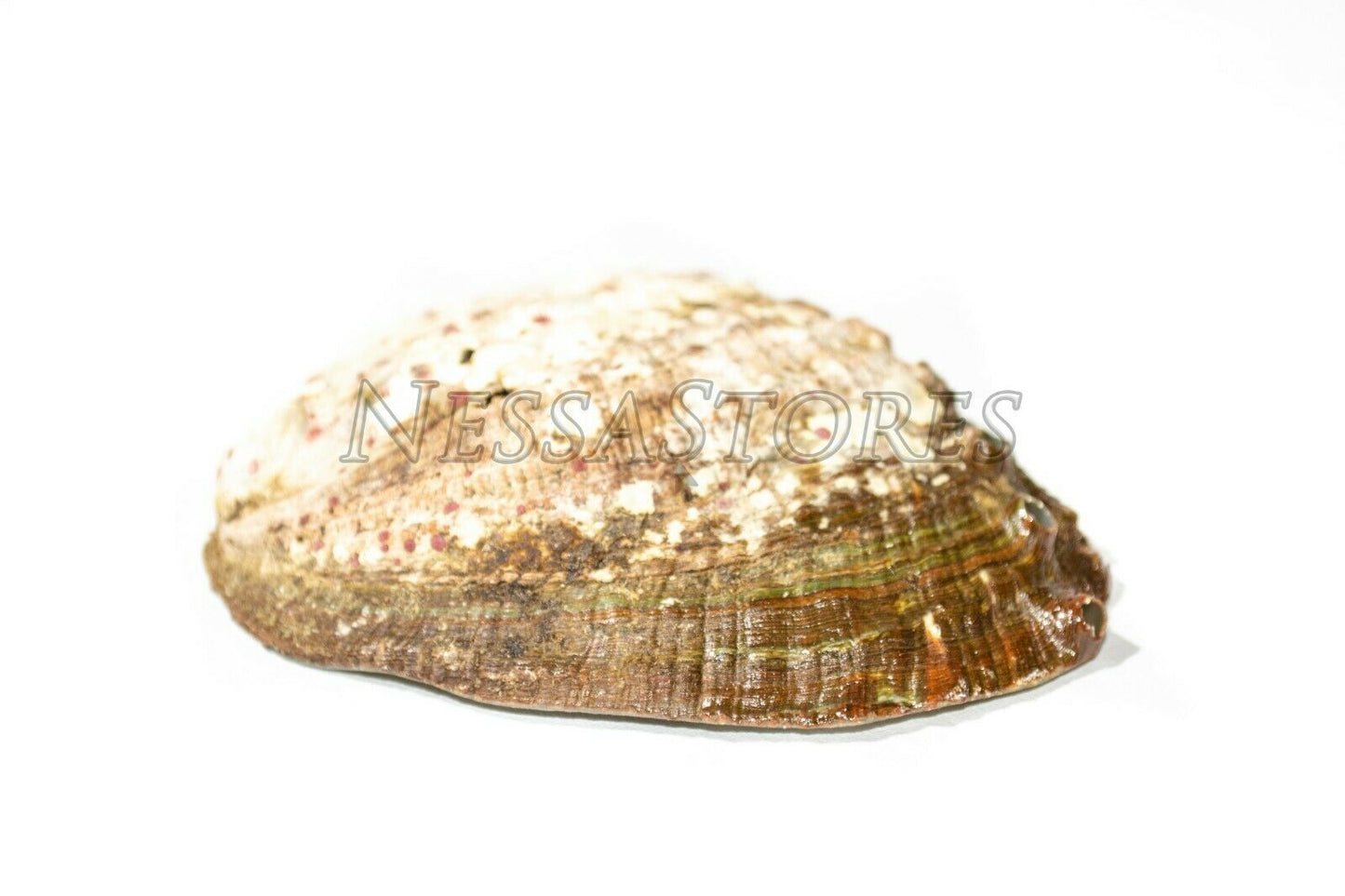 Green Abalone Sea Shell One Side Polished Beach Craft 3" - 4" (100 pcs)