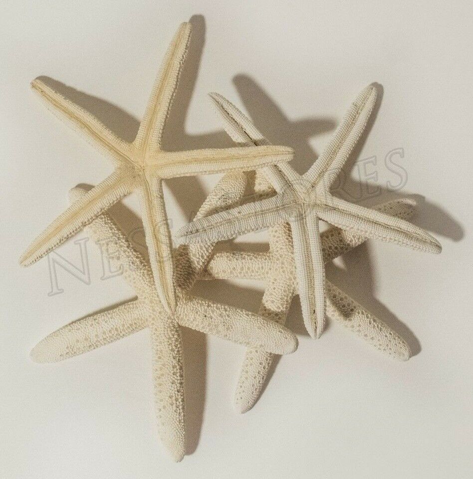 White Finger Starfish Sea Shell Bleached Finger 5" - 6" ( 4 pcs )