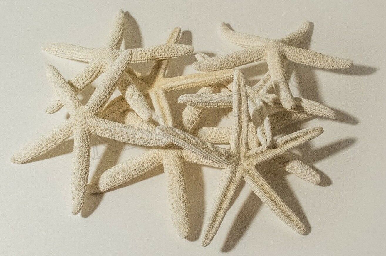 White Finger Starfish Sea Shell Bleached Finger 5" - 6" ( 8 pcs )