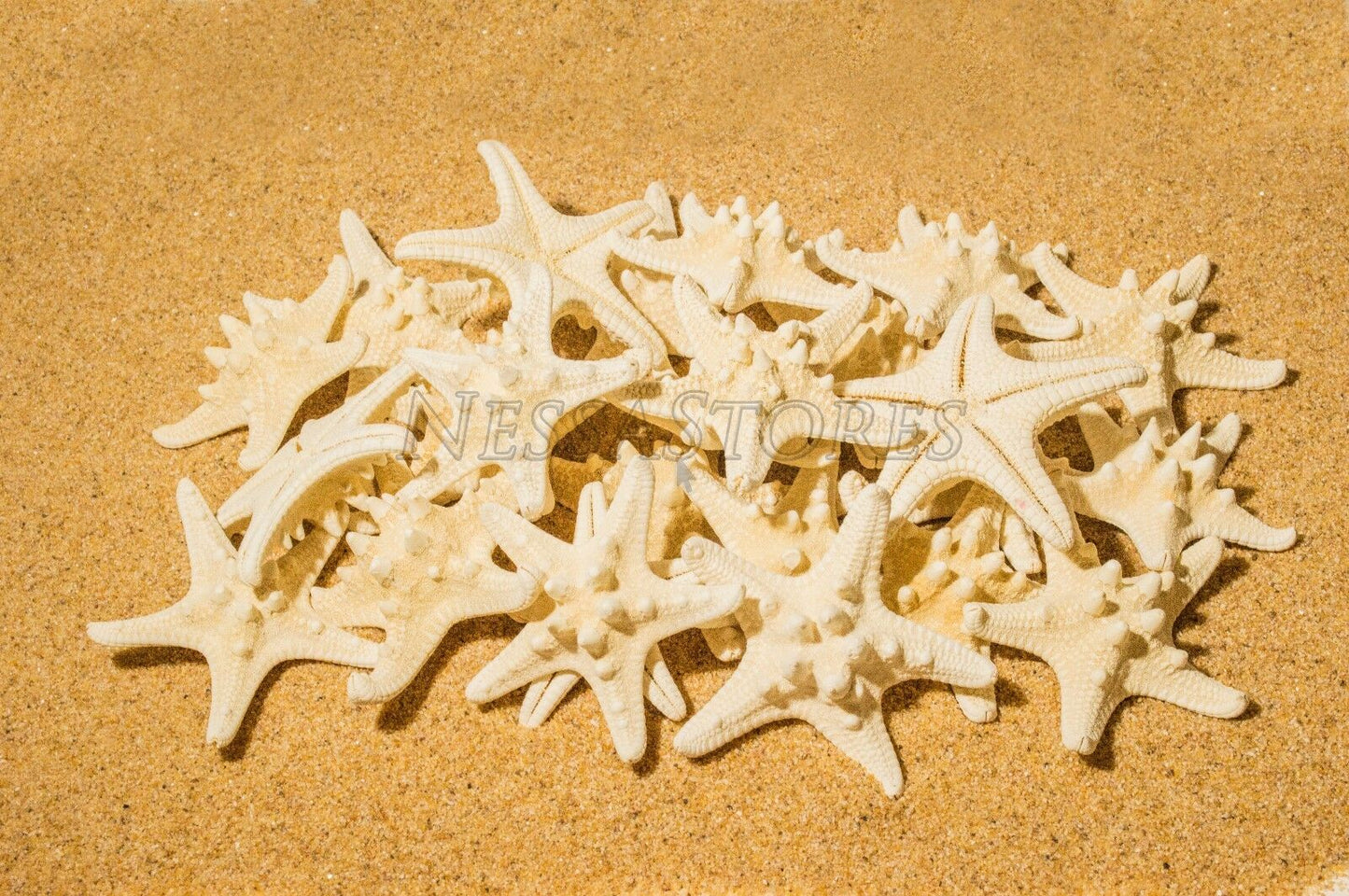 Natural White Knobby Bumpy Starfish Sea Shell Bleached 2" - 4" ( 220 pcs ) #JC-058