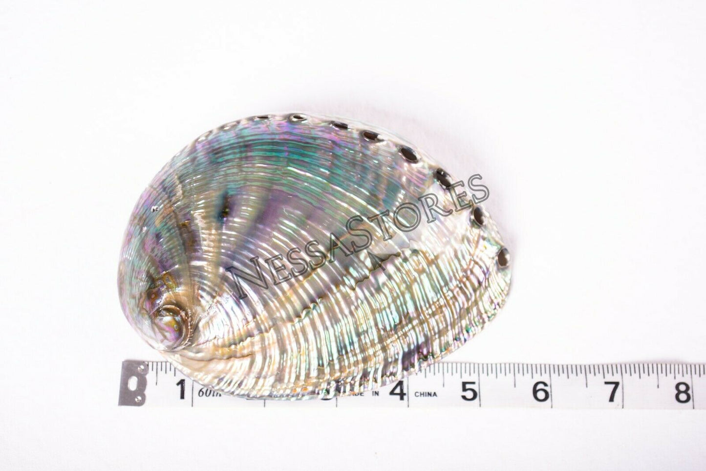 Green Abalone Sea Shell BOTH Side Polished Beach Craft 5" - 6" (1 pc) #JC-083