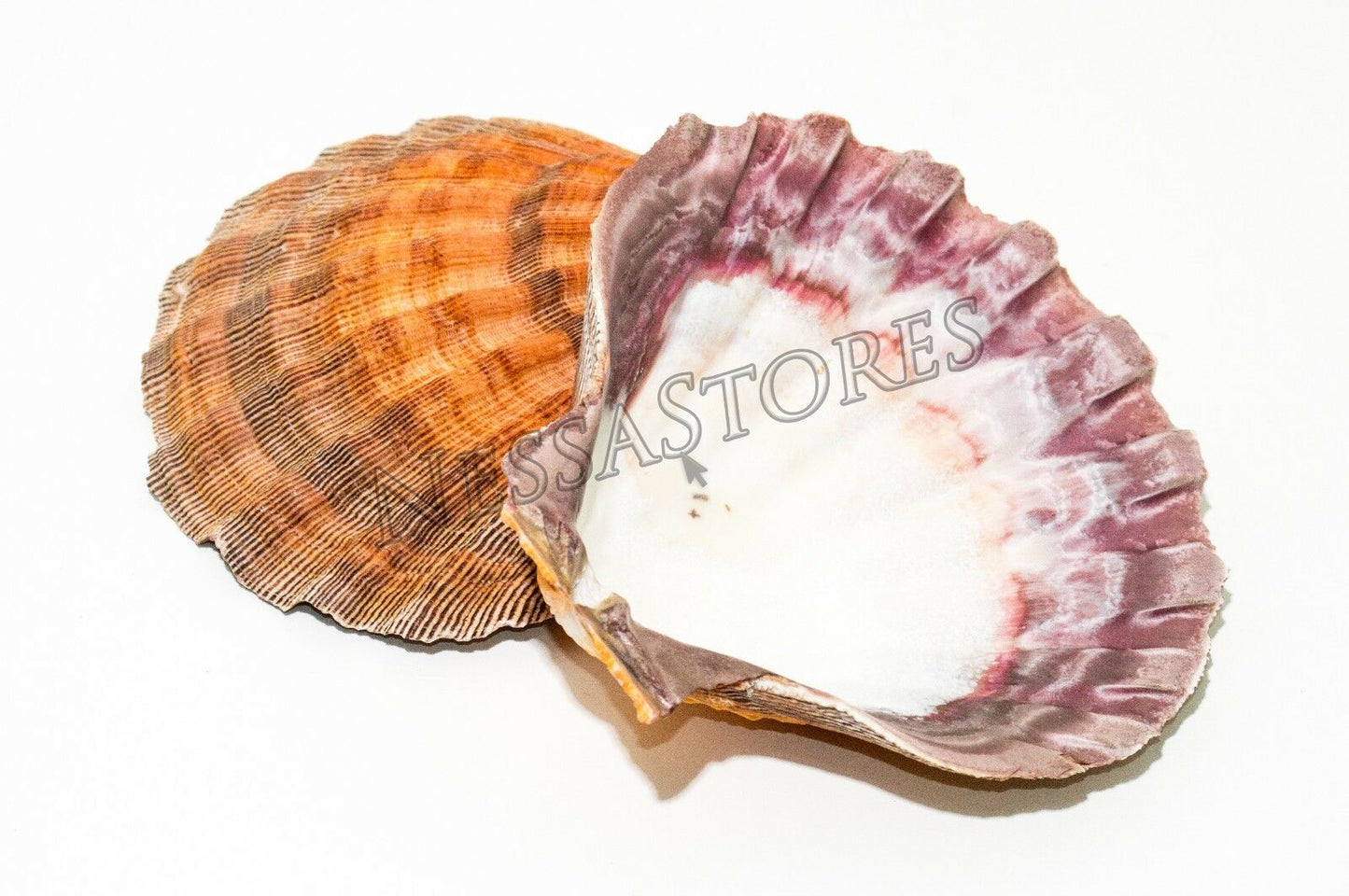 Orange Lion Paw Scallop Nautical Beach Craft Sea Shell 5"-5 1/2" (1 Pair) #JC-028