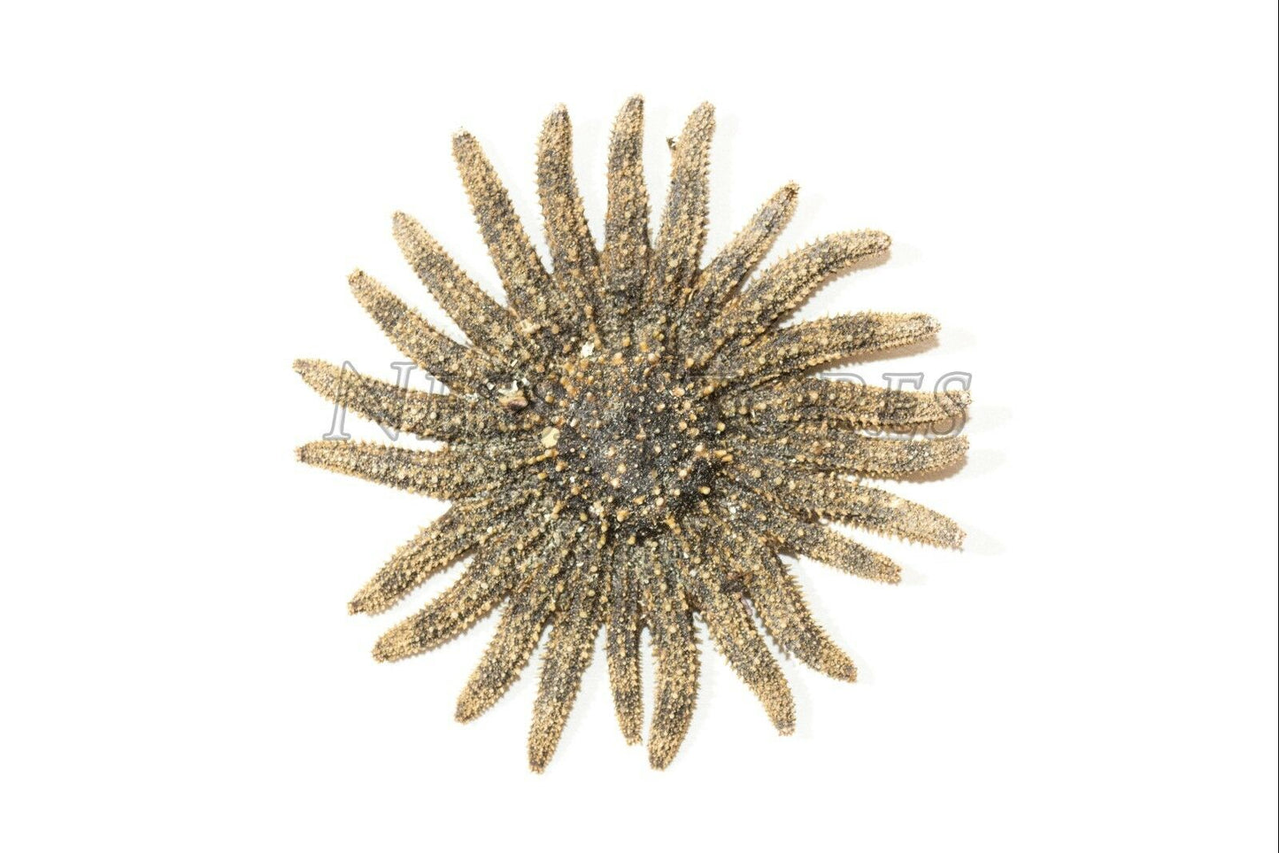 Multileg Sunflower Starfish Sea Shell Wedding Real Beach Craft 2"-3"(12 pcs) #52