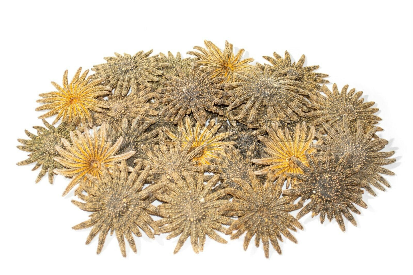 Multileg Sunflower Starfish Sea Shell Wedding Real Beach Craft 2-3"(50pcs)#JC-52