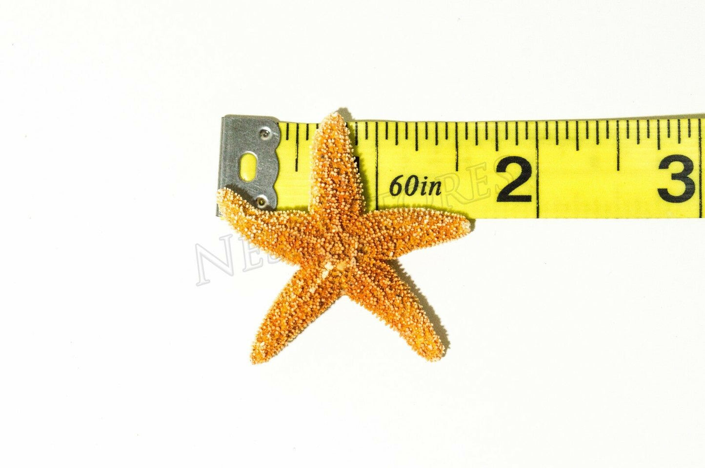 Sugar StarFish Sea Shell Wedding Real Craft 1 - 2" (3 pcs) #JC-55
