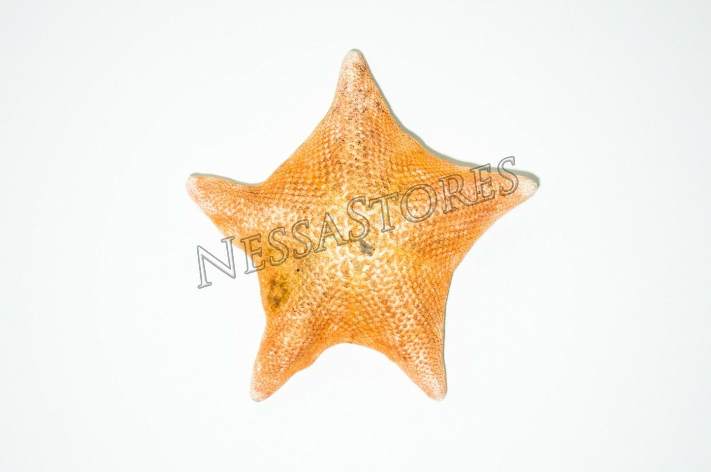 Bat Starfish Sea Shell Beach Wedding Real Craft 3" - 4" (100 pcs) #JC-53