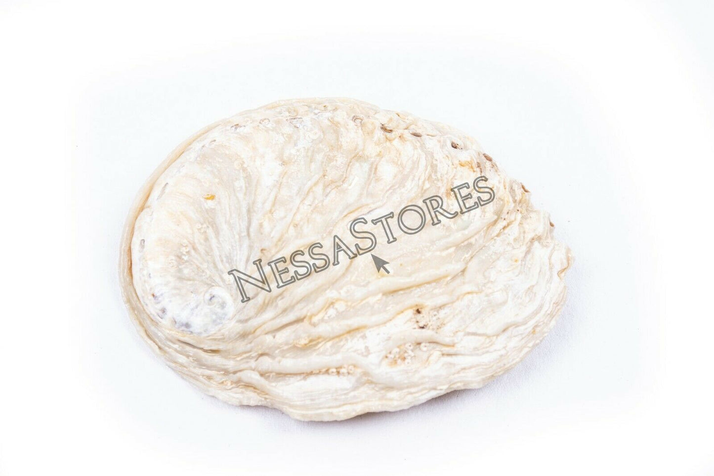 Midae Abalone Sea Shell One Side Polished Beach Craft 3" - 4" (12 pcs) #JC-154