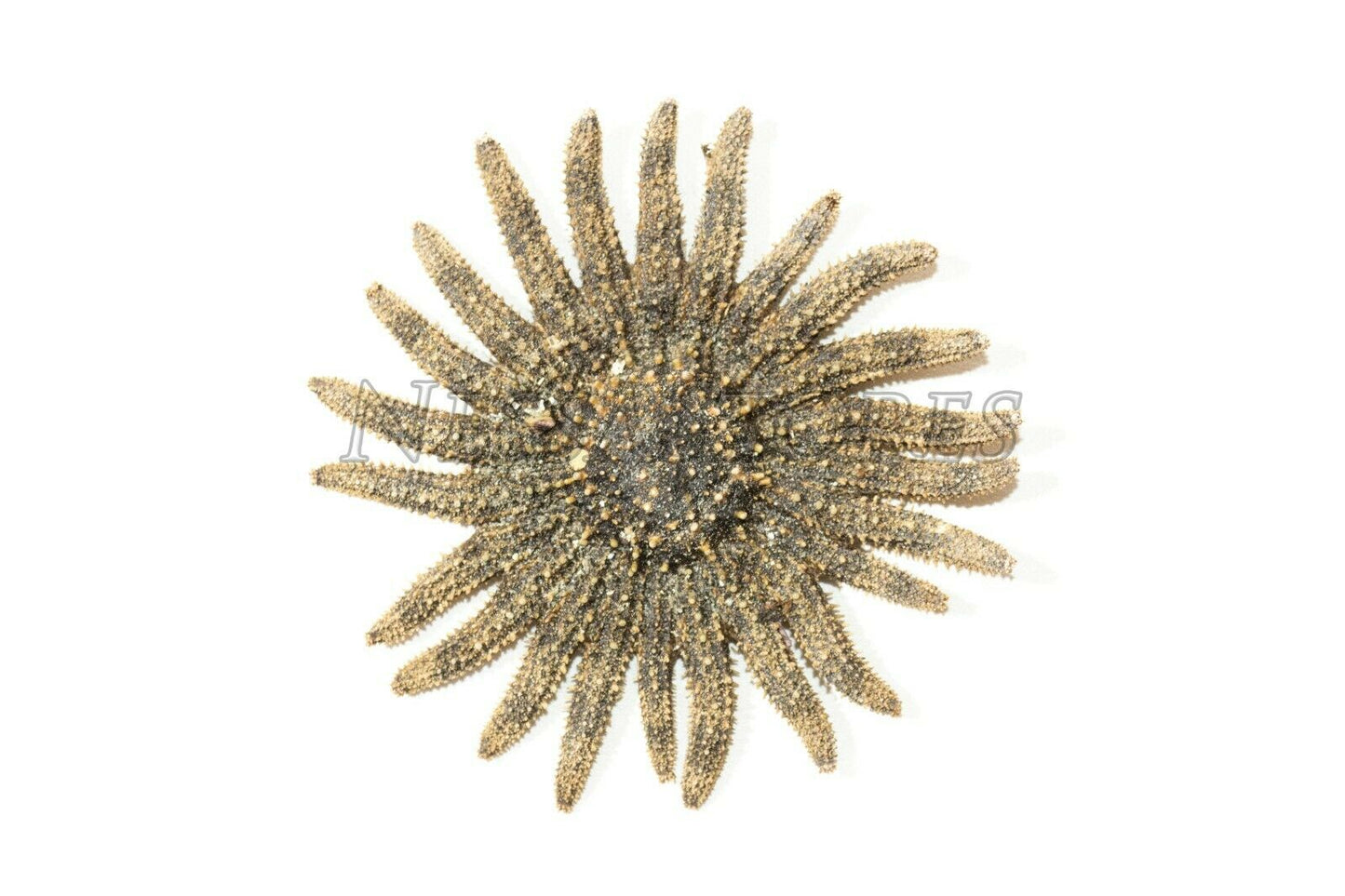 Multileg Sunflower Starfish Sea Shell Wedding Real Beach Craft 2-3"(8 pcs)#JC-52