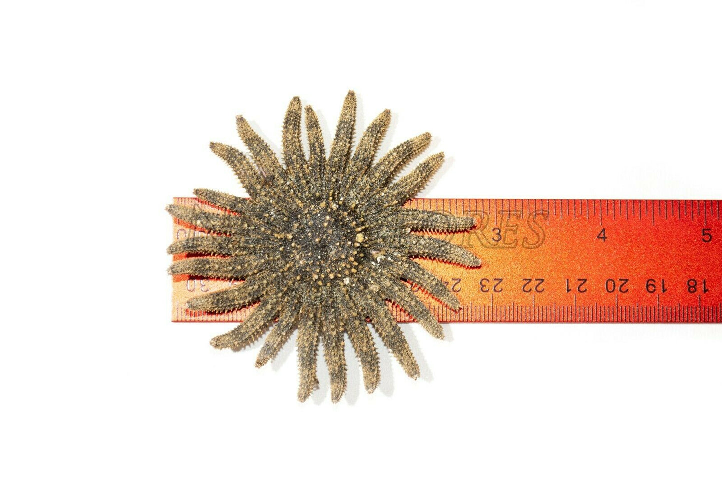 Multileg Sunflower Starfish Sea Shell Wedding Real Beach Craft 2-3"(2 pcs)#JC-52