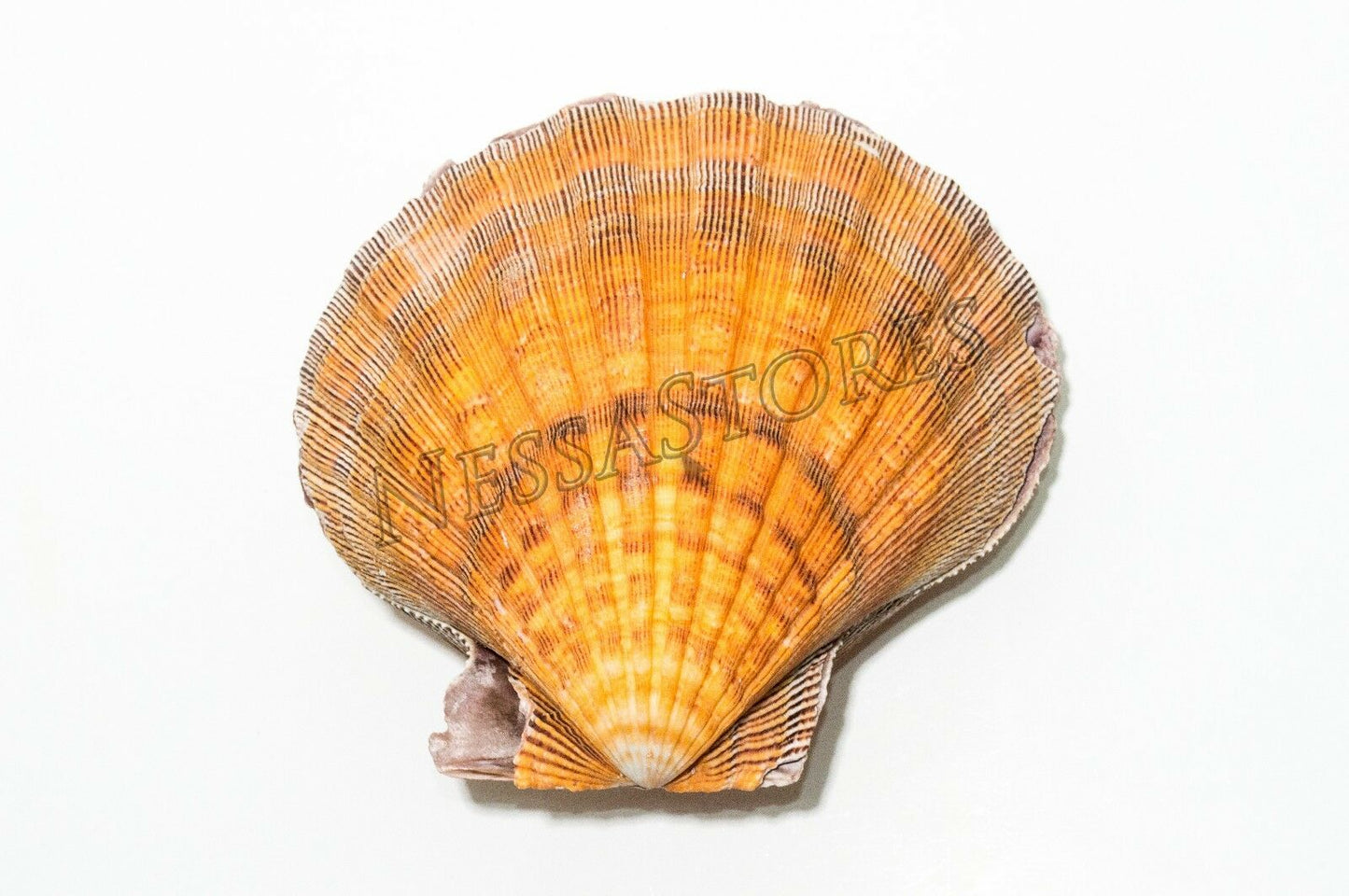 Orange Lion Paw Scallop Nautical Dish Beach Craft Sea Shell 5"- 5 1/2" (6 Pair) #JC-028