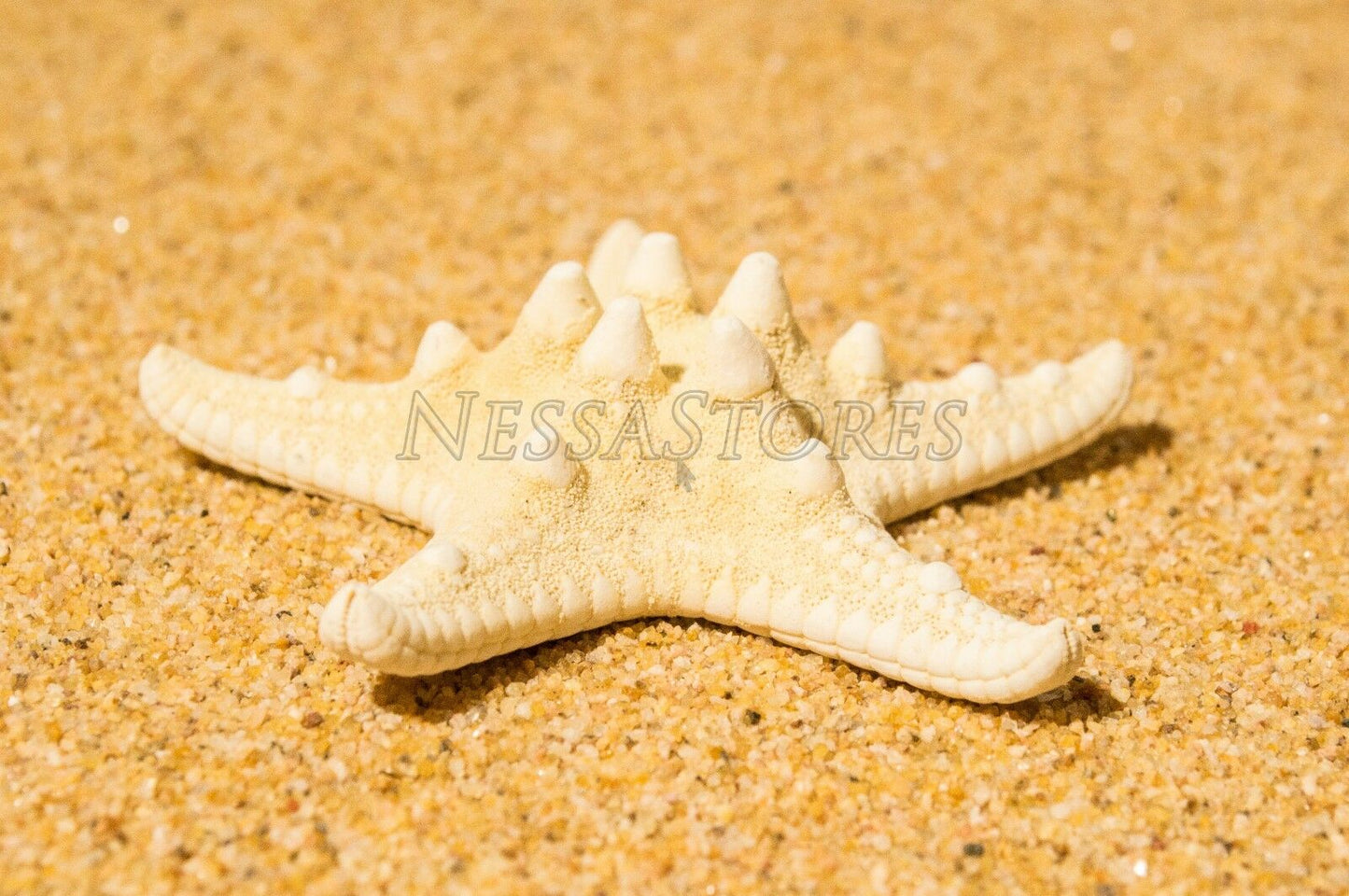 Natural White Knobby Bumpy Starfish Sea Shell Bleached 2" - 4" ( 220 pcs ) #JC-058