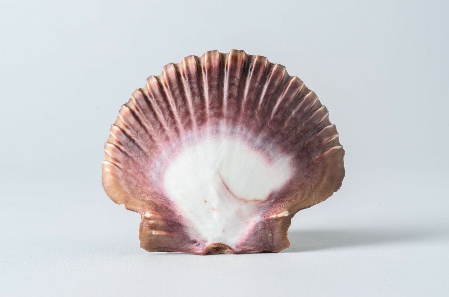 Mexican Flat Sea Shell Beach Craft Scallop 2" - 3" ( 100 PCS ) #JC-030