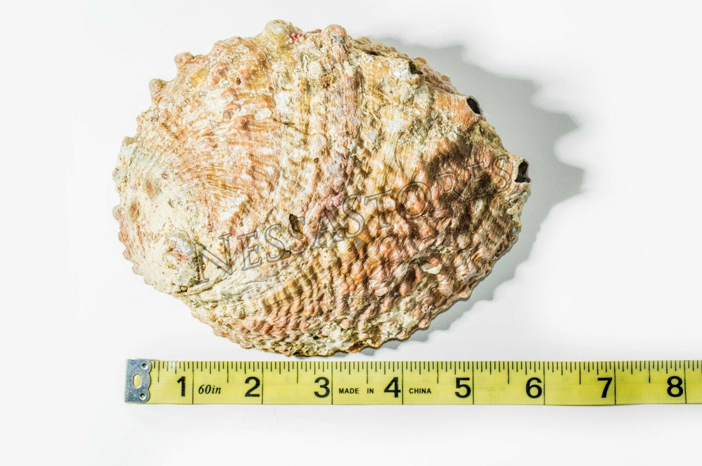 Pink Abalone Sea Shell One Side Polished Beach Craft 5" - 6" (10 pcs)#JC-012